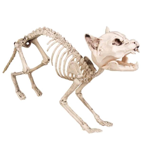Decoratie Kattenskelet (60 cm)