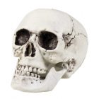 Schedel Maxilla Met Beweegbare Kaak (20 x 15 cm)