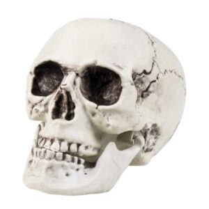 Schedel Maxilla Met Beweegbare Kaak (20 x 15 cm)