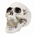 Schedel Maxilla Met Beweegbare Kaak (20 x 15 cm)