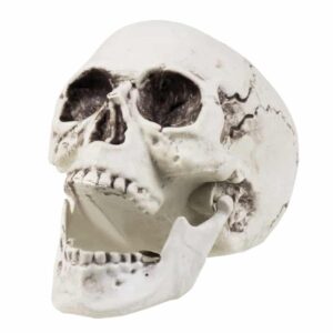 Schedel Maxilla Met Beweegbare Kaak (20 x 15 cm)