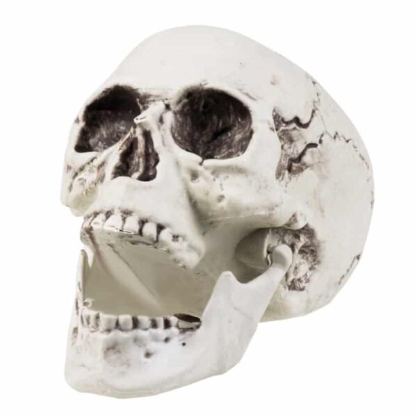 Schedel Maxilla Met Beweegbare Kaak (20 x 15 cm)