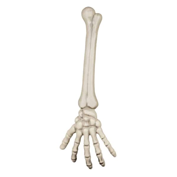 Skelet Arm (46 cm)