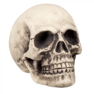 Schedel Supermind (27 x 27 x 38 cm)
