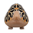 Airwalker Schildpad 57cm
