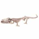 Decoratie Skelet Krokodil (50 x 16 cm)