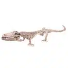 Decoratie Skelet Krokodil (50 x 16 cm)