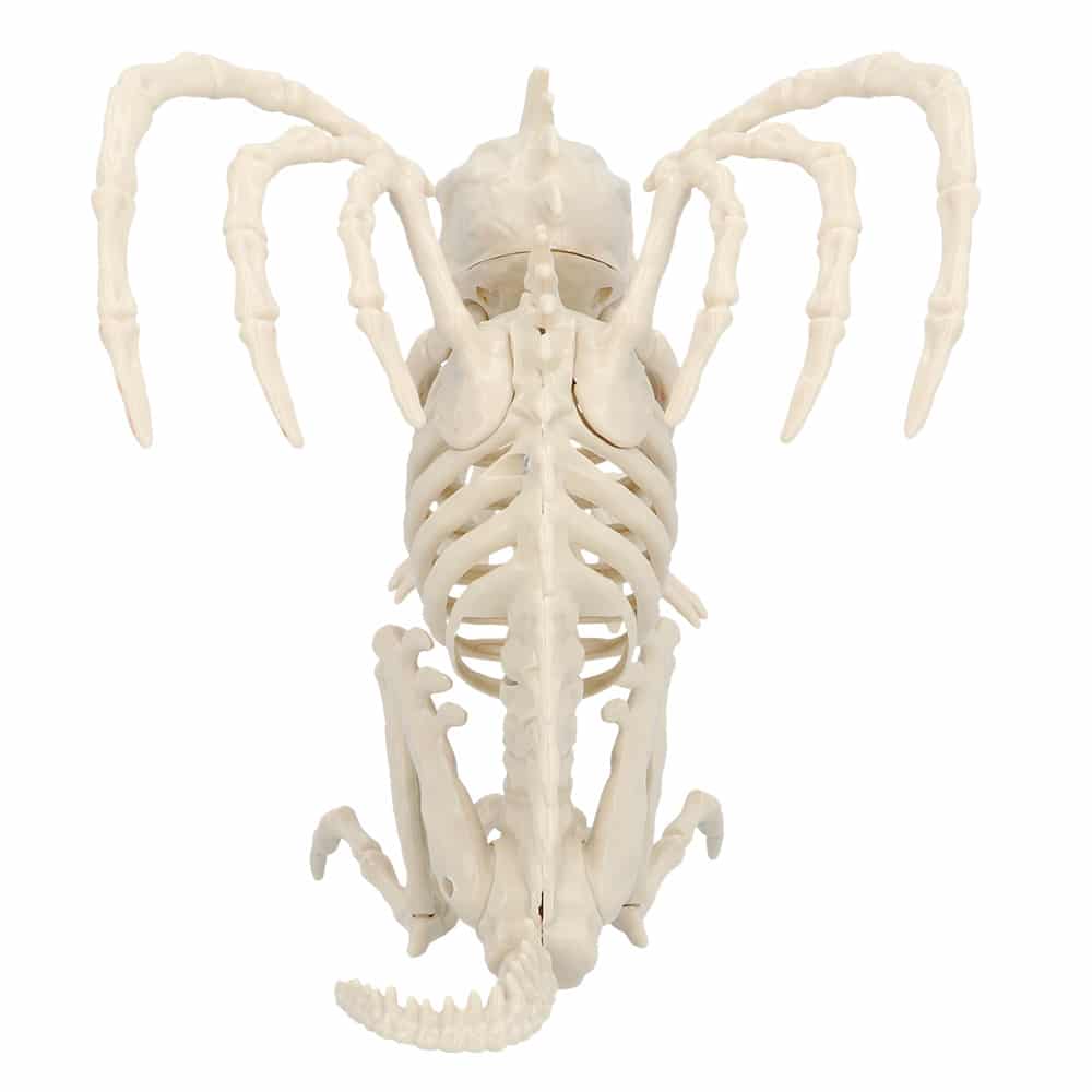 Decoratie Skelet Gargoyle