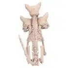 Decoratie Skelet Cerberus Decoratie Skelet Cerberus