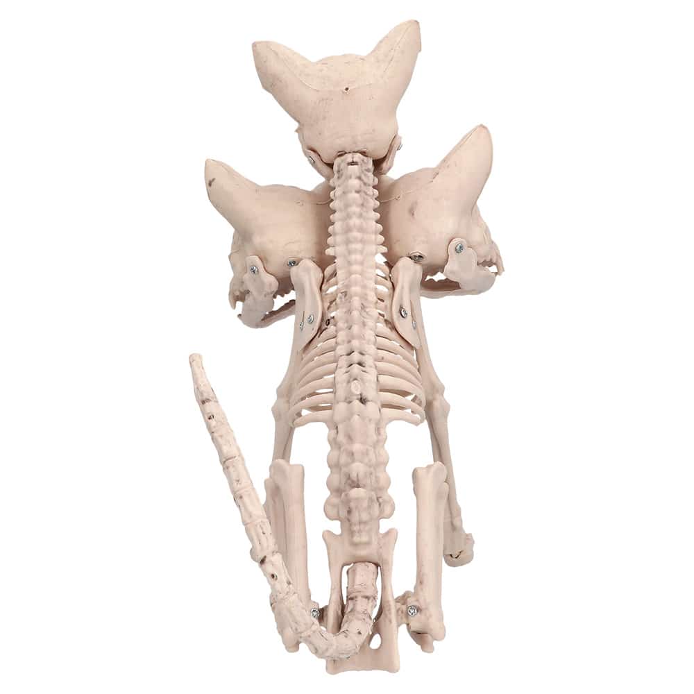 Decoratie Skelet Cerberus