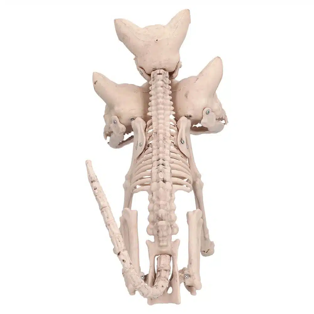 Decoratie Skelet Cerberus Decoratie Skelet Cerberus