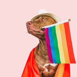 Regenboog accessoires